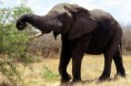 /album/sud-africa/sud-africa-2q-kruger-n-p-elefante-jpg/